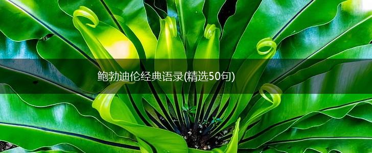 鲍勃迪伦经典语录(精选50句),第1张