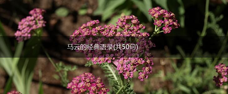 马云的经典语录(共50句),第1张