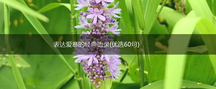 表达爱意的经典语录(优选60句),第1张