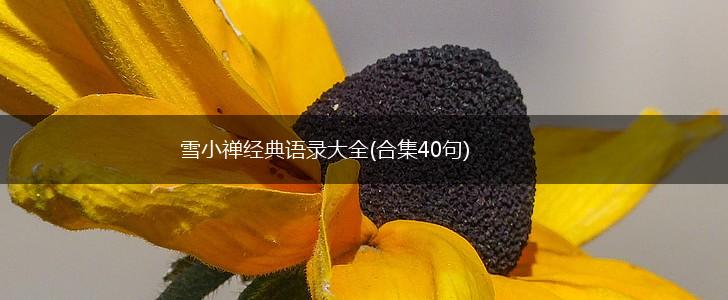 雪小禅经典语录大全(合集40句),第1张
