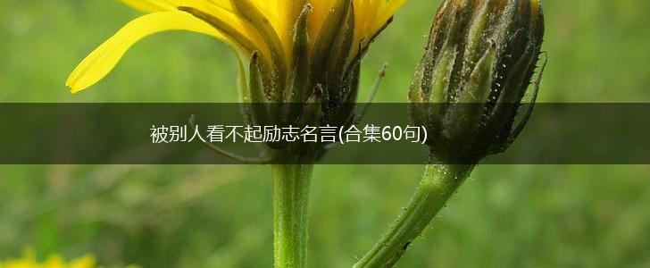 被别人看不起励志名言(合集60句),第1张