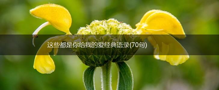 这些都是你给我的爱经典语录(70句),第1张