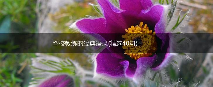 驾校教练的经典语录(精选40句),第1张