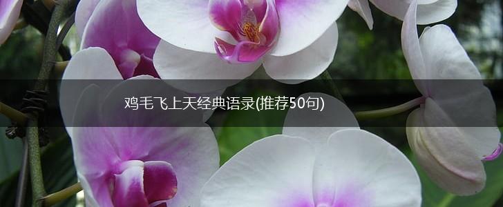鸡毛飞上天经典语录(推荐50句),第1张