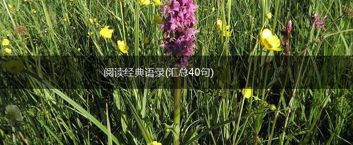 阅读经典语录(汇总40句),第1张