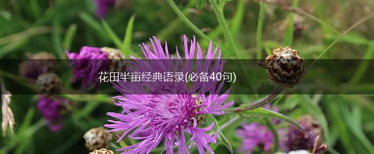 花田半亩经典语录(必备40句),第1张