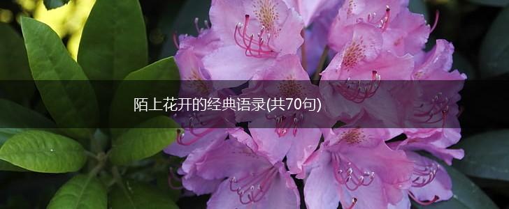 陌上花开的经典语录(共70句),第1张