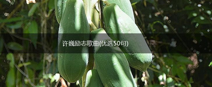 许巍励志歌曲(优选50句),第1张
