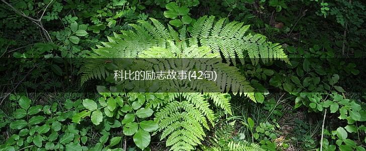 科比的励志故事(42句),第1张 科比的励志故事(42句),第1张