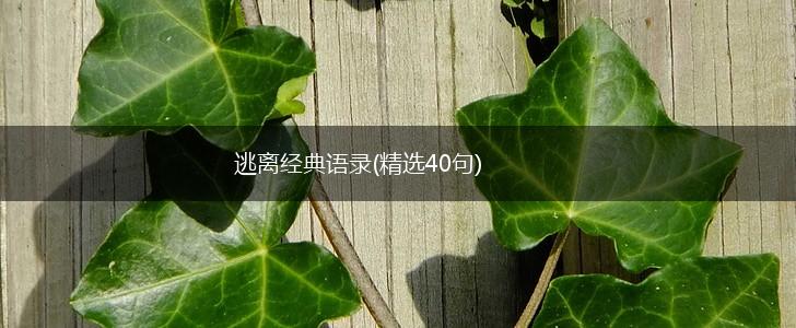 逃离经典语录(精选40句),第1张