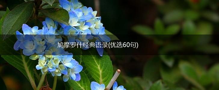 鸠摩罗什经典语录(优选60句),第1张