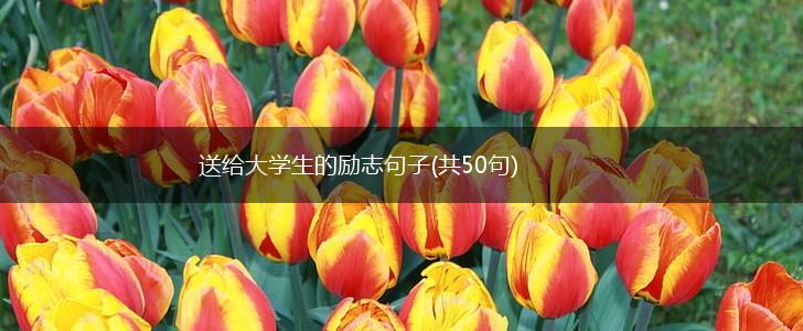 送给大学生的励志句子(共50句),第1张