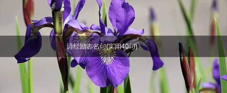 诗经励志名句(实用40句),第1张