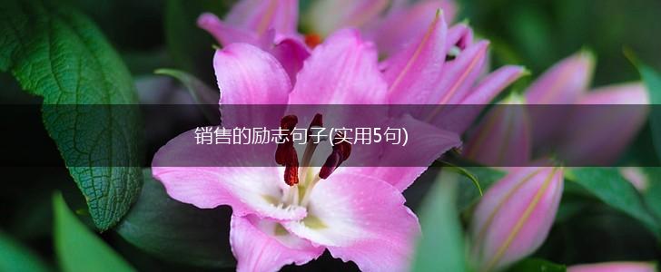 销售的励志句子(实用5句),第1张