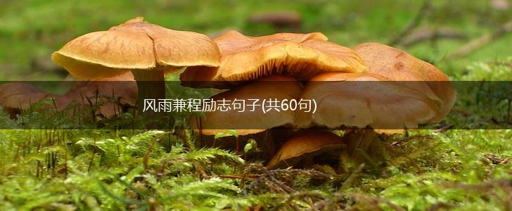 风雨兼程励志句子(共60句),第1张