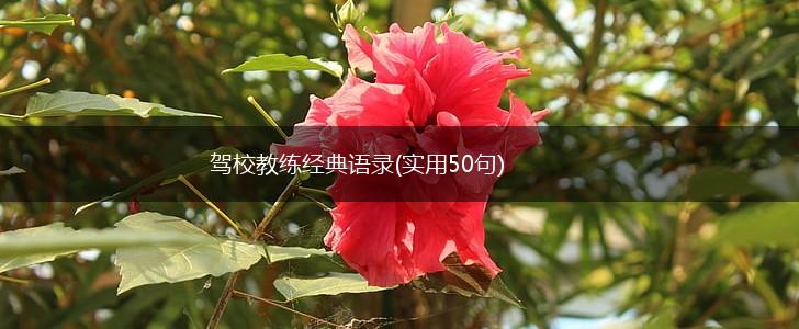 驾校教练经典语录(实用50句),第1张