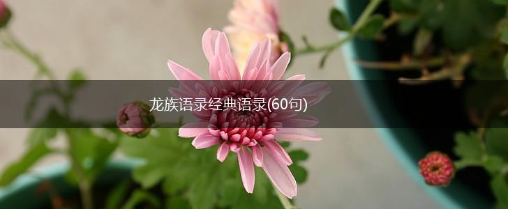 龙族语录经典语录(60句),第1张