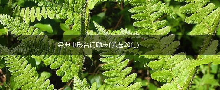 经典电影台词励志(优选20句),第1张 经典电影台词励志(优选20句),第1张