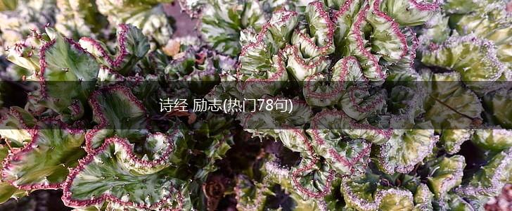 诗经 励志(热门78句),第1张