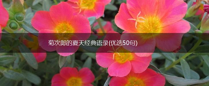菊次郎的夏天经典语录(优选50句),第1张