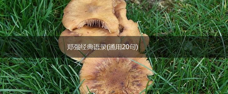 郑强经典语录(通用20句),第1张