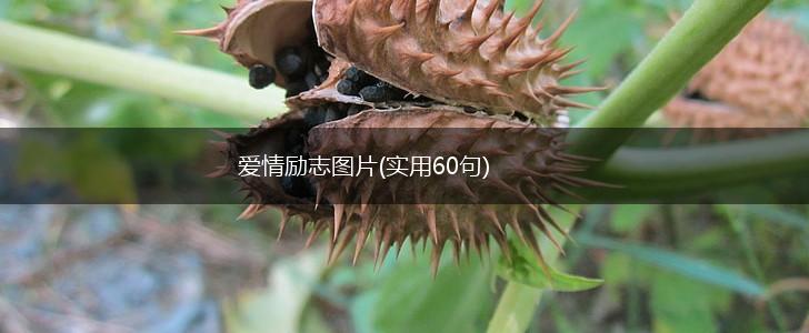 爱情励志图片(实用60句),第1张 爱情励志图片(实用60句),第1张