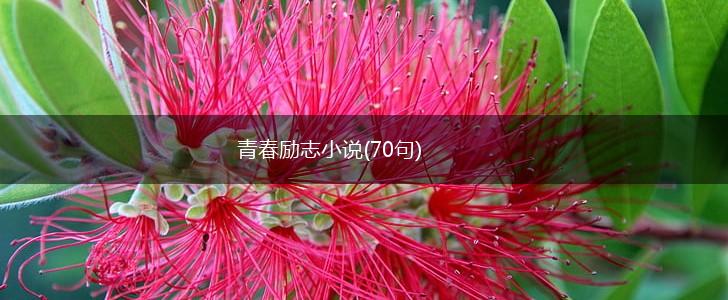青春励志小说(70句),第1张