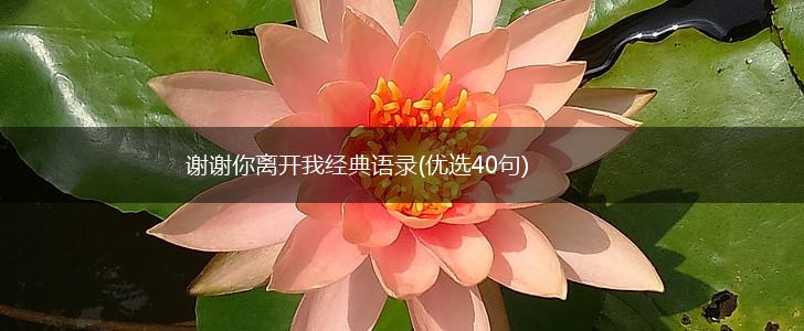 谢谢你离开我经典语录(优选40句),第1张