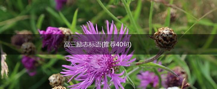 高三励志标语(推荐40句),第1张