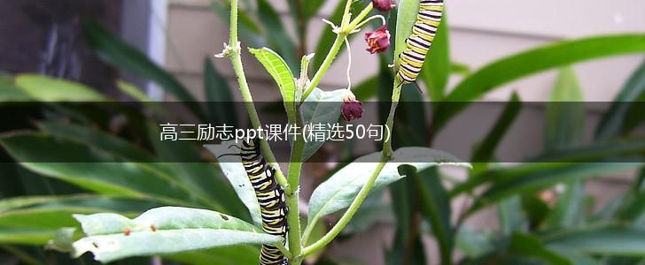 高三励志ppt课件(精选50句),第1张