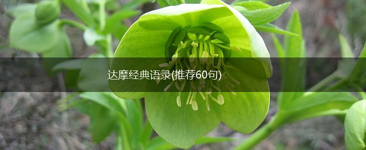 达摩经典语录(推荐60句),第1张