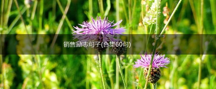 销售励志句子(合集60句),第1张