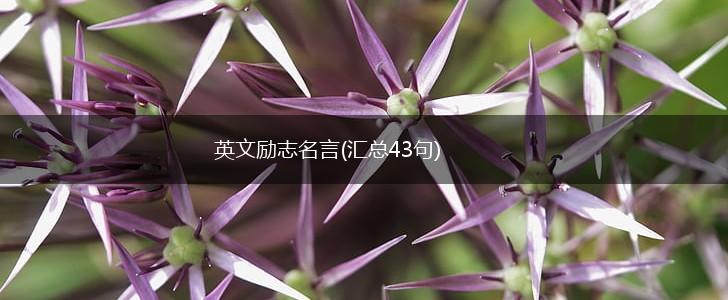 英文励志名言(汇总43句),第1张 英文励志名言(汇总43句),第1张