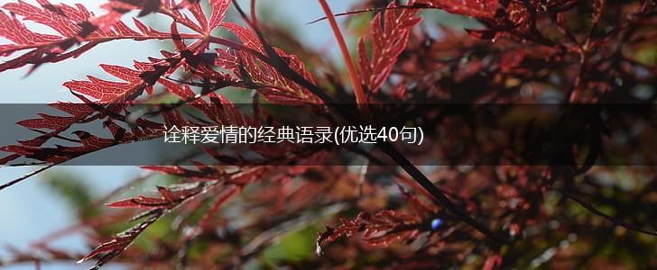诠释爱情的经典语录(优选40句),第1张