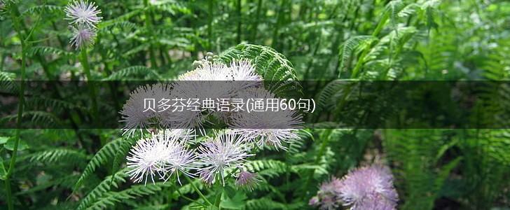 贝多芬经典语录(通用60句),第1张