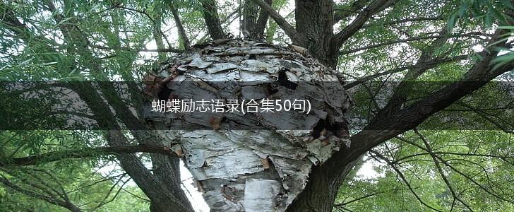 蝴蝶励志语录(合集50句),第1张