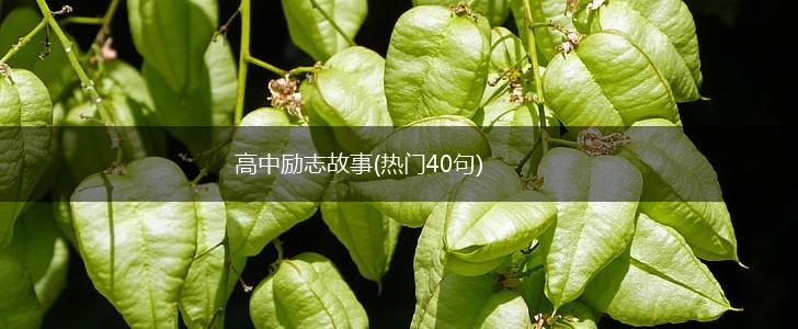 高中励志故事(热门40句),第1张
