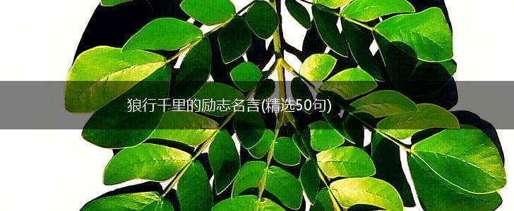 狼行千里的励志名言(精选50句),第1张