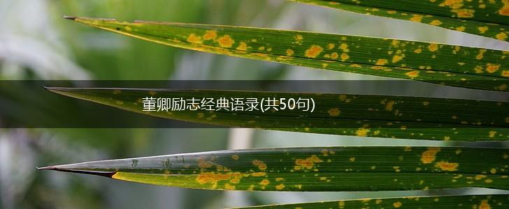 董卿励志经典语录(共50句),第1张