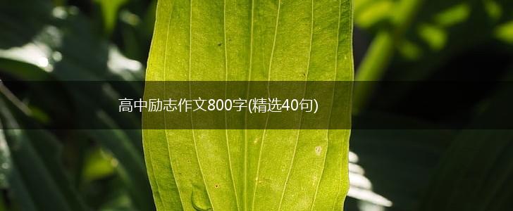 高中励志作文800字(精选40句),第1张