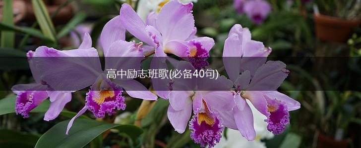 高中励志班歌(必备40句),第1张