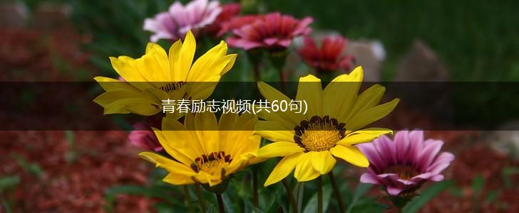 青春励志视频(共60句),第1张