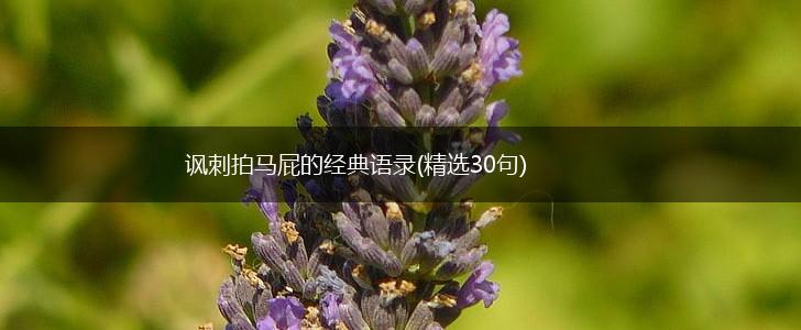 讽刺拍马屁的经典语录(精选30句),第1张