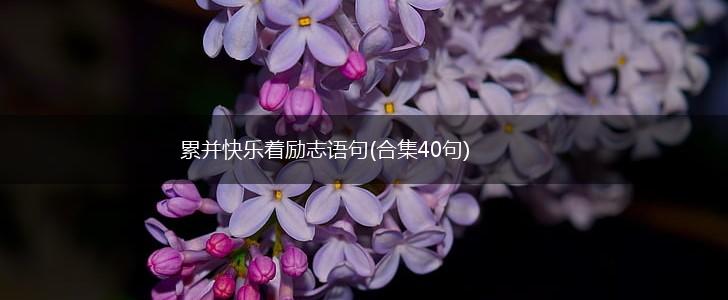 累并快乐着励志语句(合集40句),第1张 累并快乐着励志语句(合集40句),第1张