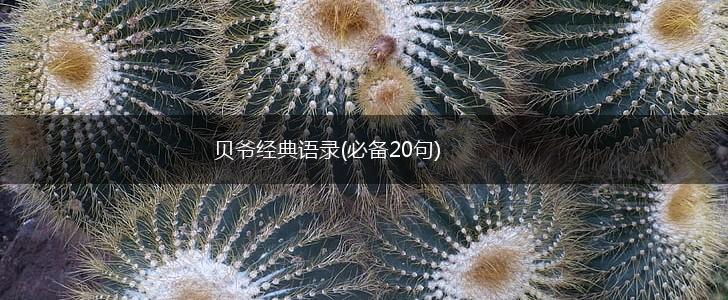 贝爷经典语录(必备20句),第1张