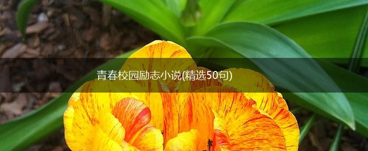 青春校园励志小说(精选50句),第1张