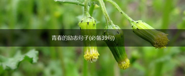 青春的励志句子(必备39句),第1张