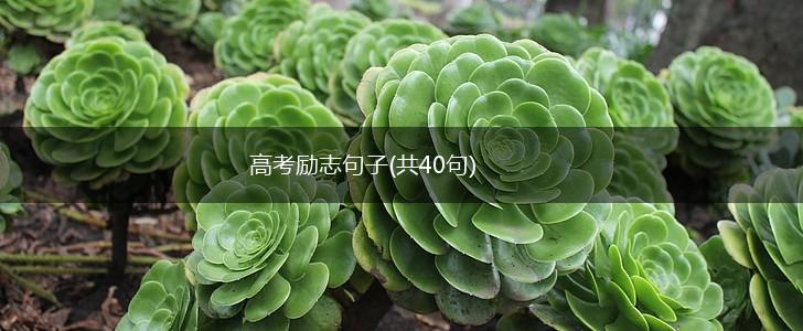 高考励志句子(共40句),第1张