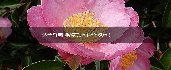 适合销售的励志短句(必备60句),第1张