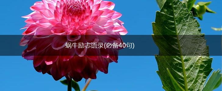 蜗牛励志语录(必备40句),第1张